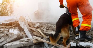 soccorso cinofilo cani