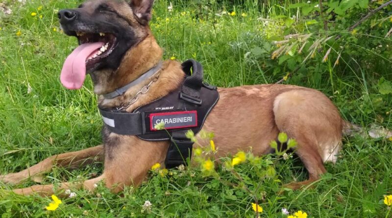 cinofila carabinieri cani