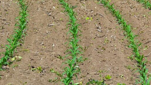 Tragedia di Tarano, la CGIL: “Un’agricoltura di resistenza dimenticata, servono più tutele”