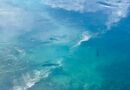 Rivodutri, fuga di trote iridee nel Canale di Santa Susanna: scattano i controlli