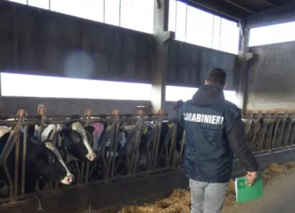 Amatrice, latte ritirato ma mai pagato: tre aziende agricole attendono 250mila euro